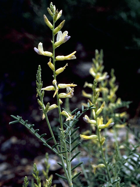Astragalus albulus (Cibola milkvetch) #15591