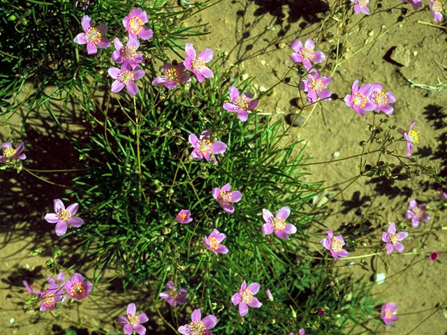 Phemeranthus calycinus (Largeflower flameflower) #15668