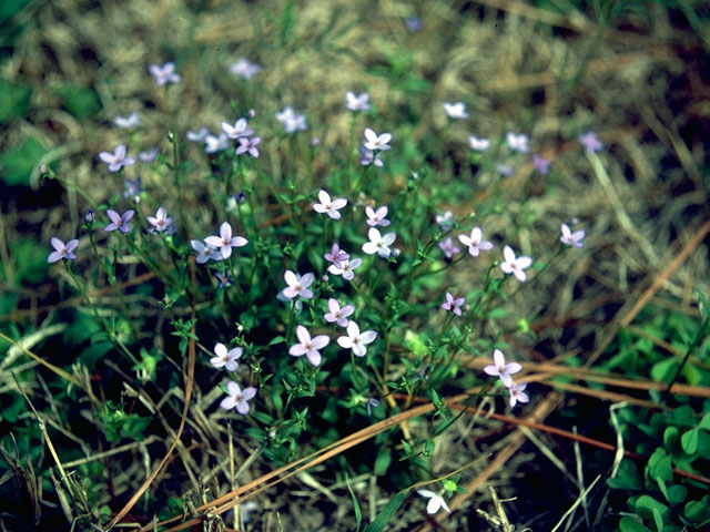 Houstonia pusilla (Tiny bluets) #15714