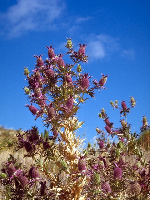 Eryngium leavenworthii (Leavenworth's eryngo) #15729