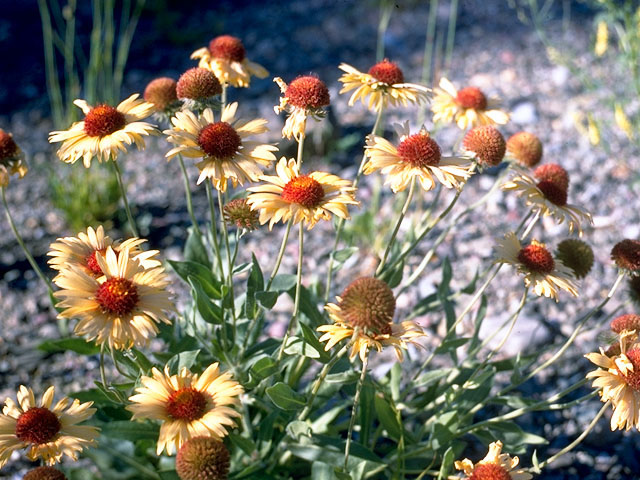 Gaillardia aristata (Common gaillardia) #15756