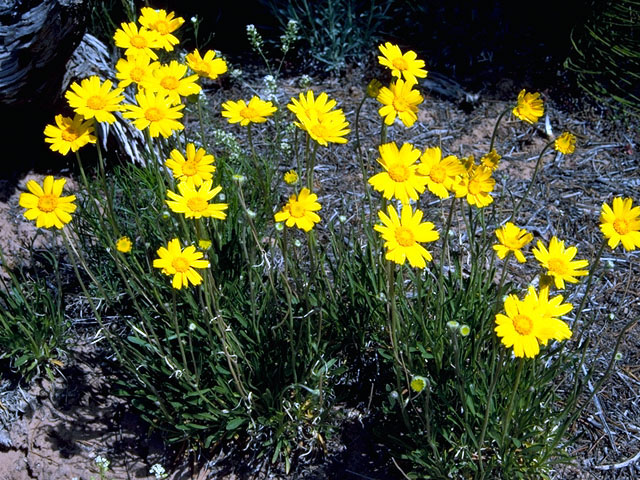 Tetraneuris acaulis var. acaulis (Stemless four-nerve daisy) #15811