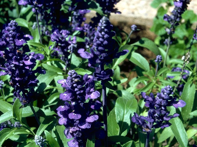 Salvia farinacea (Mealy blue sage) #15925