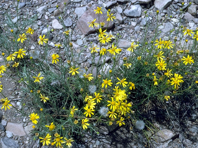 Senecio flaccidus var. flaccidus (Threadleaf ragwort) #15975