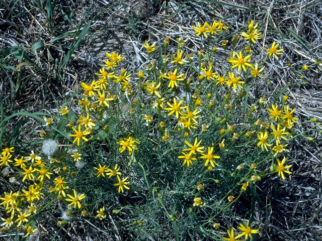 Senecio flaccidus var. flaccidus (Threadleaf ragwort) #15976