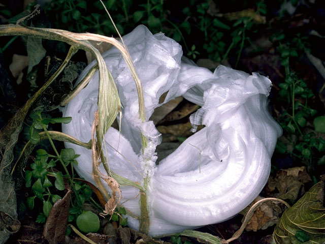 Verbesina virginica (Frostweed) #16175