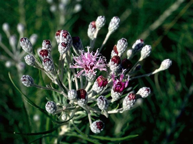 Vernonia lindheimeri (Woolly ironweed) #16182