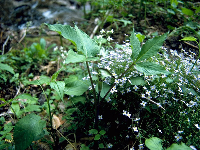 Arisaema triphyllum (Jack in the pulpit) #16256