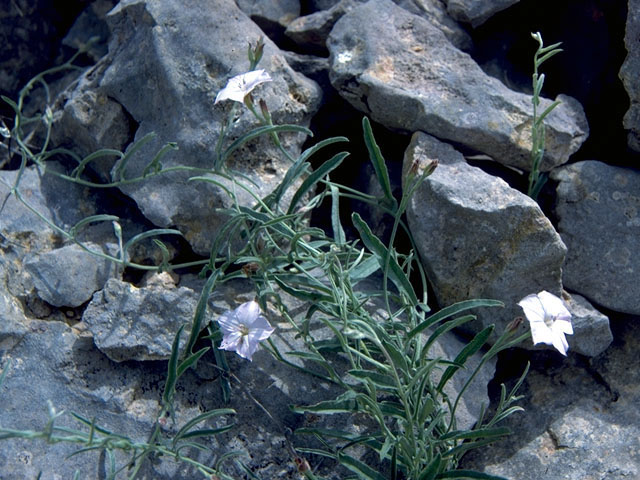 Convolvulus equitans (Texas bindweed) #16330