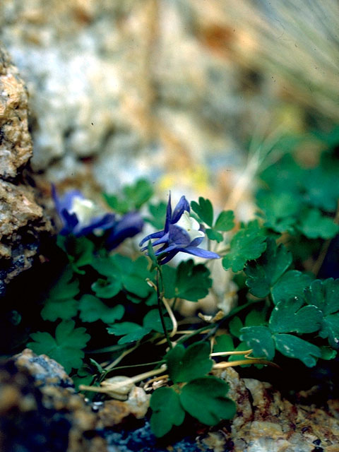 Aquilegia coerulea (Colorado blue columbine) #16356