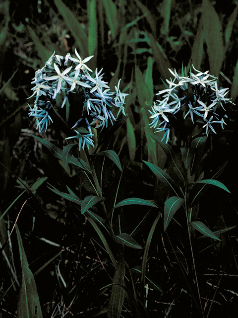 Amsonia tabernaemontana var. tabernaemontana (Eastern bluestar) #16396