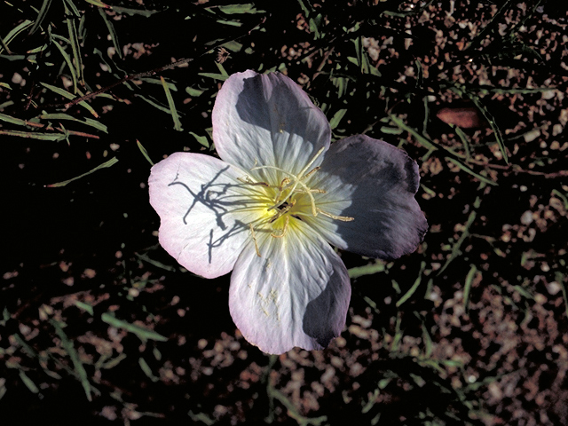 Oenothera speciosa (Pink evening primrose) #16414