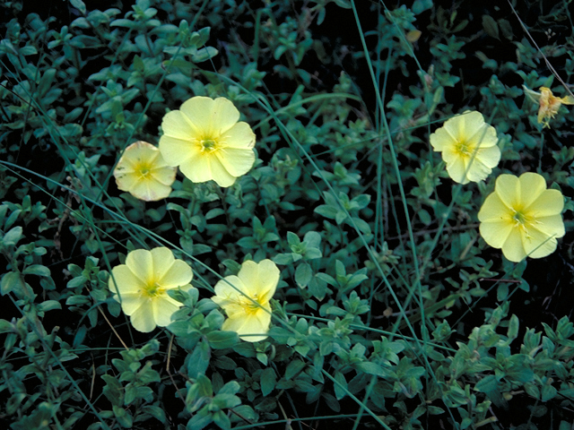 Oenothera drummondii (Beach evening-primrose) #16415