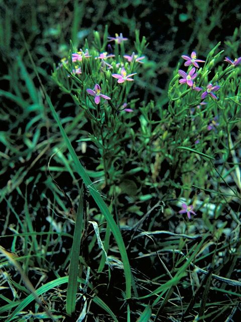 Centaurium texense (Lady bird's centaury) #16439