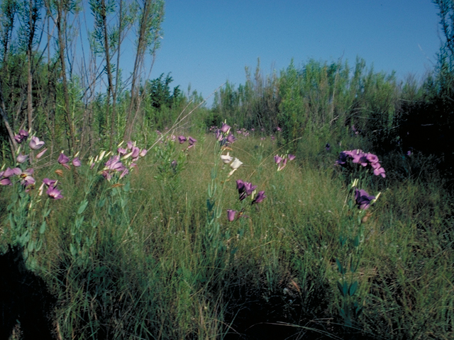 Eustoma exaltatum ssp. russellianum (Texas bluebells) #16446