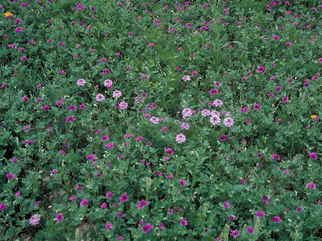 Erodium texanum (Texas stork's bill) #16464