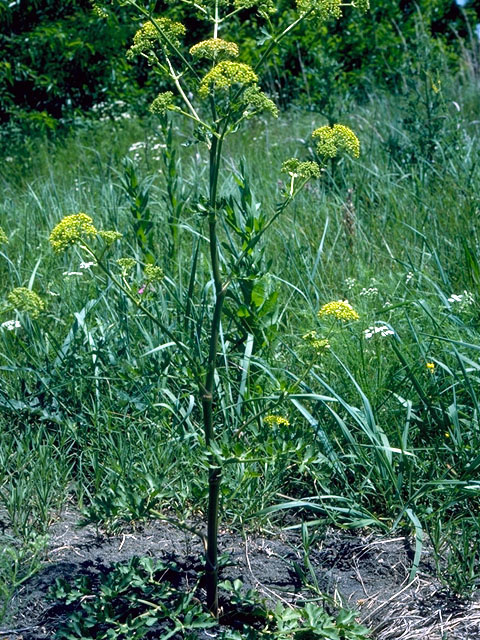 Polytaenia texana (Texas prairie parsley) #16530