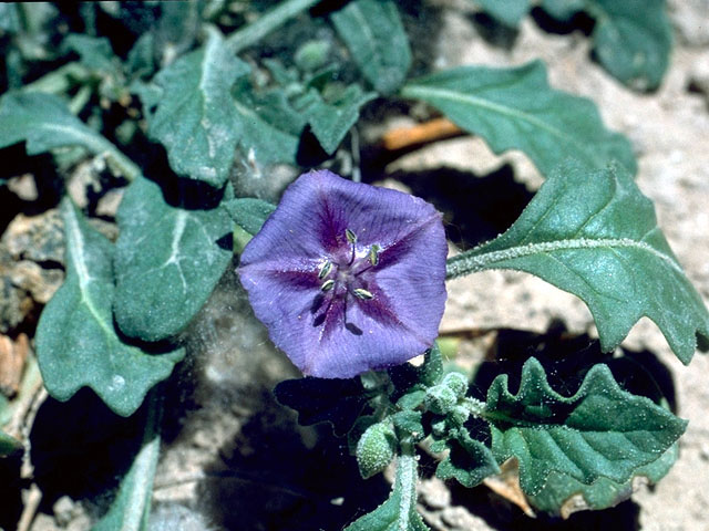 Quincula lobata (Purple groundcherry) #16579