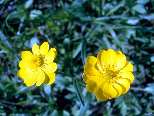 Ranunculus macranthus (Large buttercup) #16587