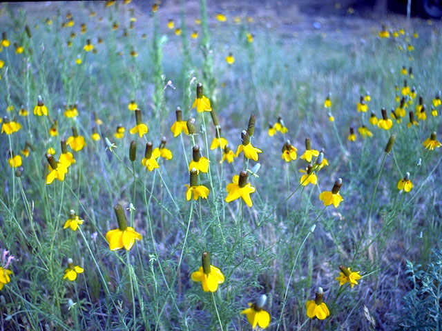 Ratibida columnifera (Mexican hat) #16593