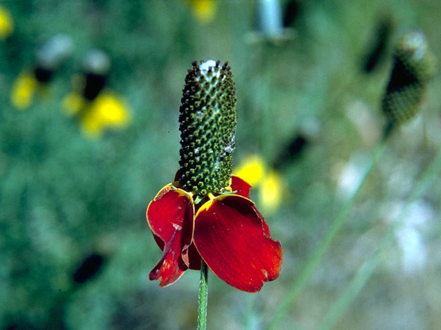 Ratibida columnifera (Mexican hat) #16599