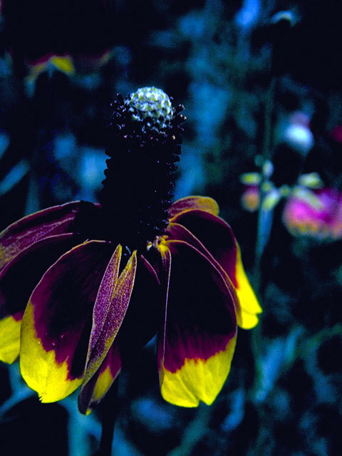 Ratibida columnifera (Mexican hat) #16603