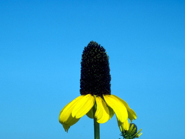 Rudbeckia grandiflora (Rough coneflower) #16624