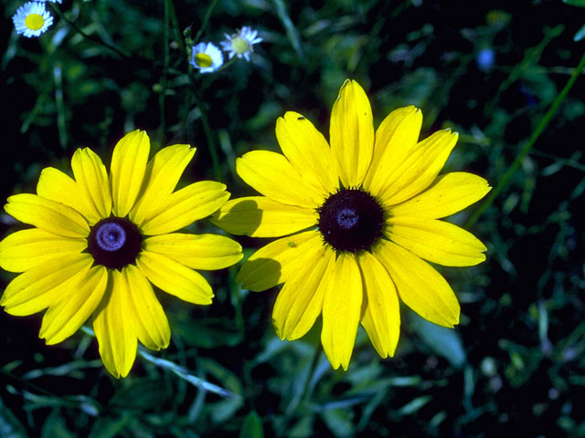 Rudbeckia hirta (Black-eyed susan) #16626