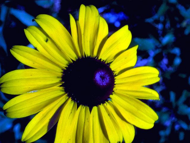 Rudbeckia hirta (Black-eyed susan) #16628