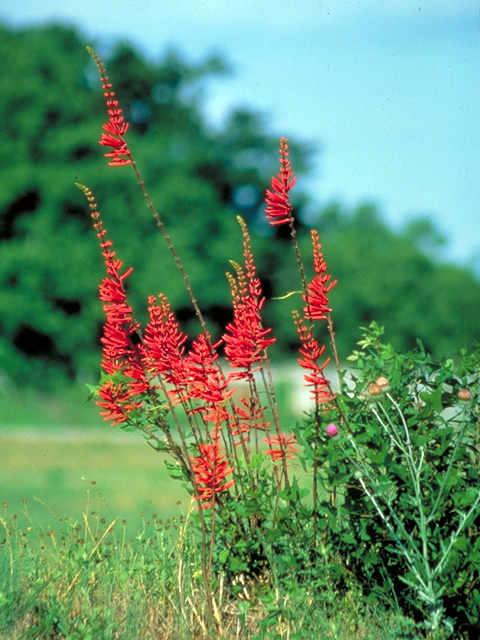 Erythrina herbacea (Coralbean) #17429