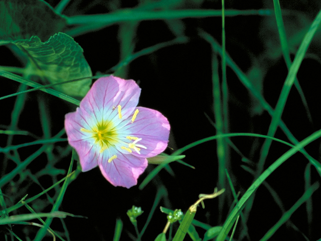 Oenothera speciosa (Pink evening primrose) #17437