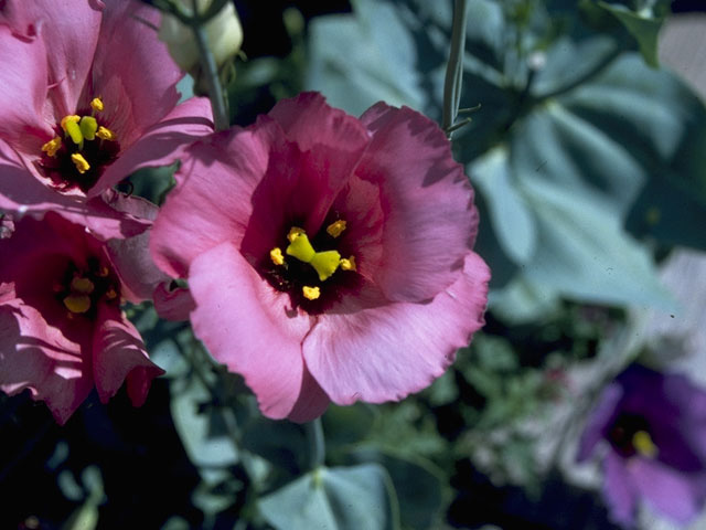 Eustoma exaltatum ssp. russellianum (Texas bluebells) #10329