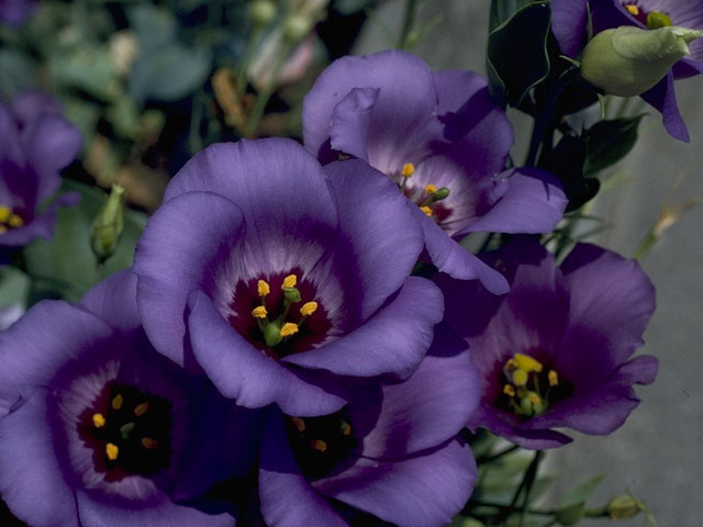 Eustoma exaltatum ssp. russellianum (Texas bluebells) #10330