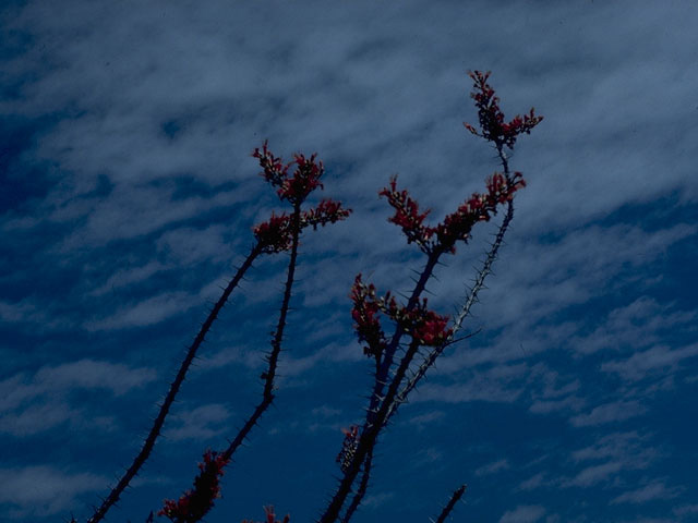 Fouquieria splendens (Ocotillo) #10346