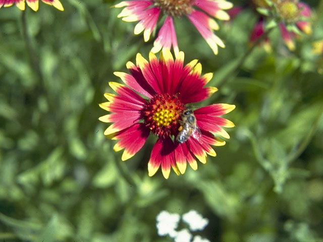 Gaillardia pulchella (Indian blanket) #10363