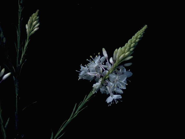 Oenothera lindheimeri (White gaura) #10386