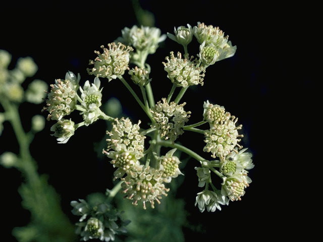 Hymenopappus scabiosaeus (Carolina woollywhite) #10431