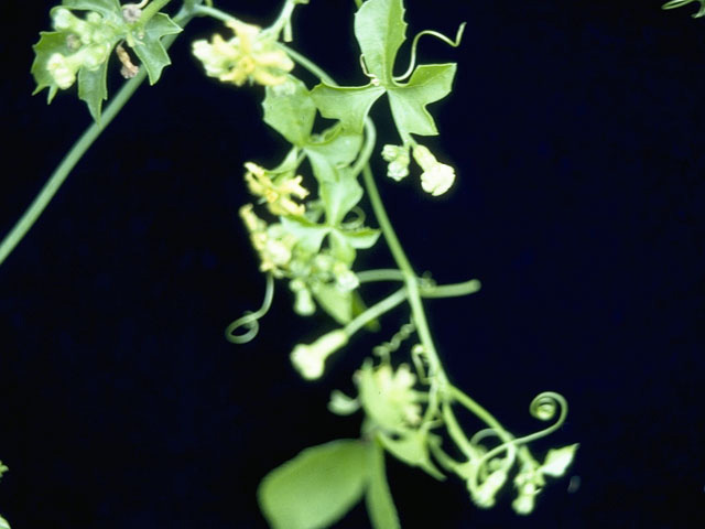 Ibervillea lindheimeri (Balsam gourd) #10453