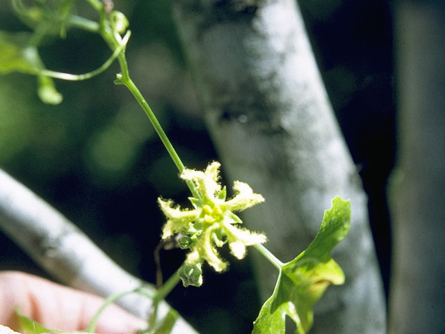 Ibervillea lindheimeri (Balsam gourd) #10455