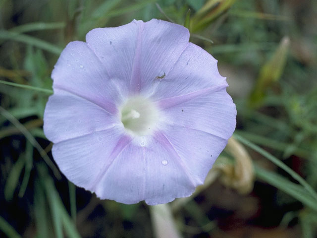 Ipomoea lindheimeri (Lindheimer's morning-glory) #10464