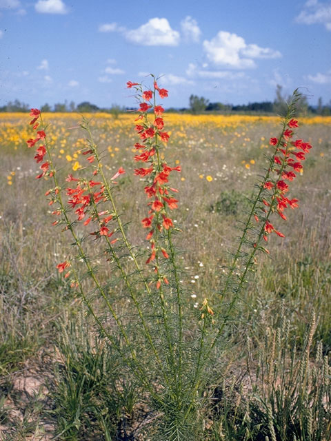 Ipomopsis rubra (Standing cypress) #10483