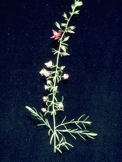 Krameria lanceolata (Trailing krameria) #10511