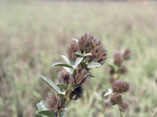 Lespedeza capitata (Roundhead lespedeza) #10533