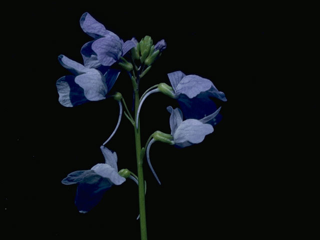 Nuttallanthus texanus (Texas toadflax) #10557