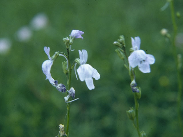 Nuttallanthus texanus (Texas toadflax) #10558