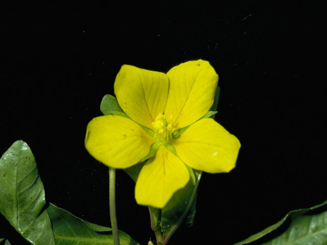 Ludwigia peploides (Floating primrose-willow) #10610