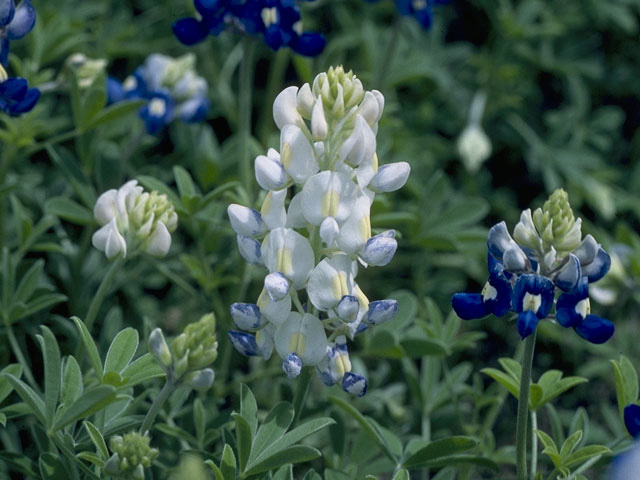 Lupinus texensis (Texas bluebonnet) #10632