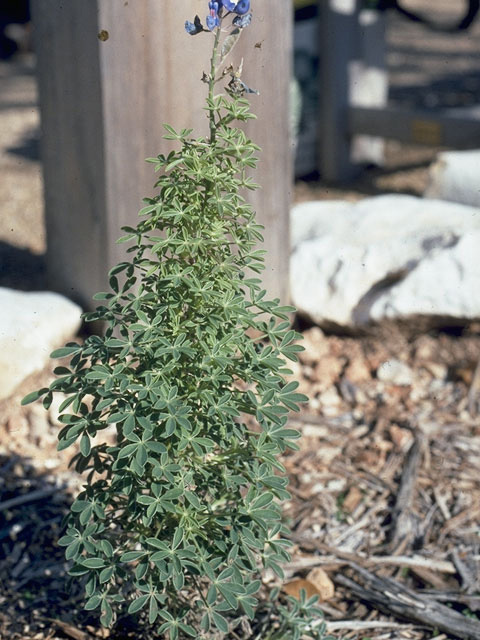 Lupinus texensis (Texas bluebonnet) #10640