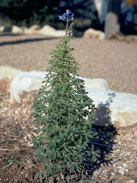 Lupinus texensis (Texas bluebonnet) #10641