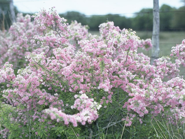 Mimosa borealis (Fragrant mimosa) #10687